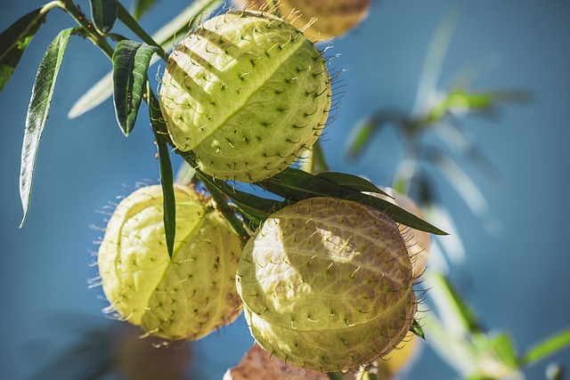 plant-of-the-swan-4727616_640