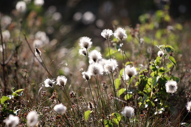 cottongrass-5259822_640
