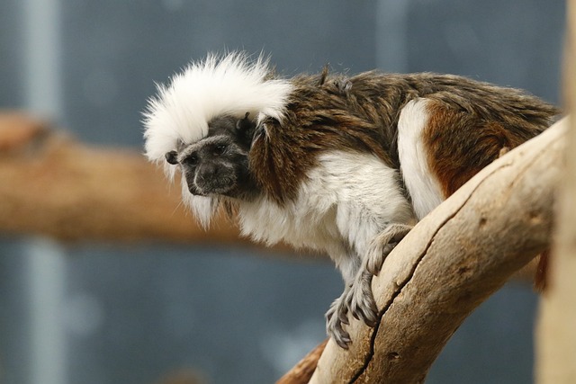 cotton-top-7455551_640